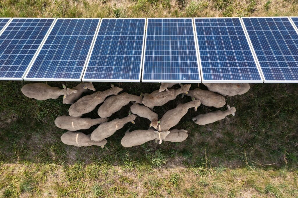 sheep solar farm maintenance
