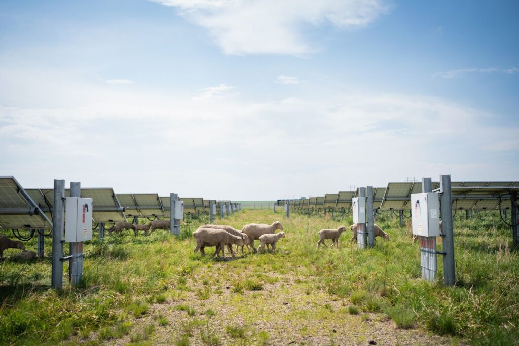 sheep solar farm maintenance